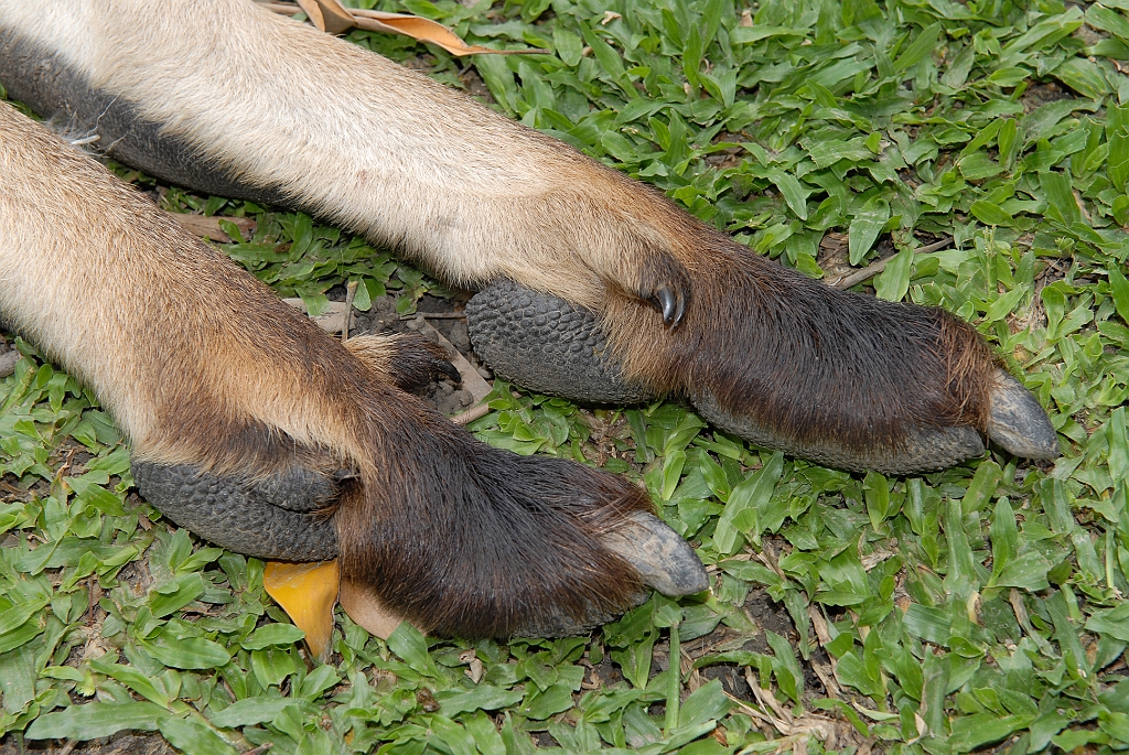 0792 Wildlife Habitat Port Douglas.jpg